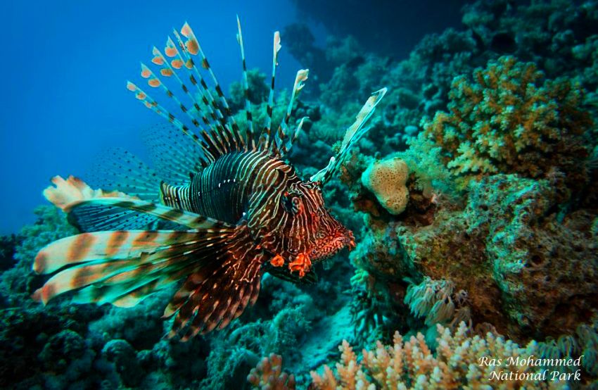 Опасные рыбы Красного моря. Фотобанк RuDIVE