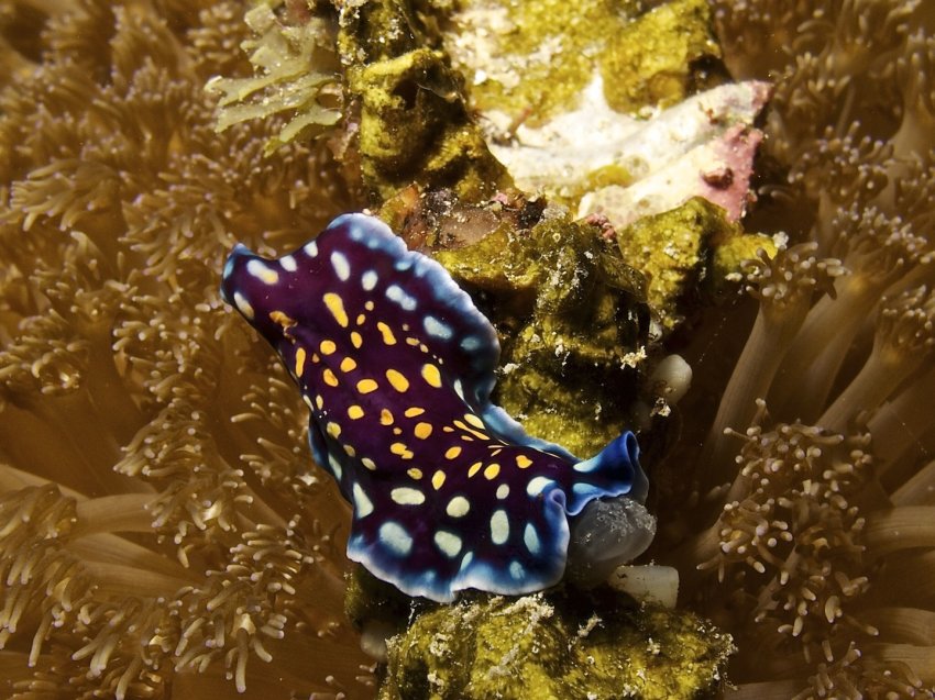 Занзибар, дайвинг, голожаберный моллюск под водой острова Занзибар