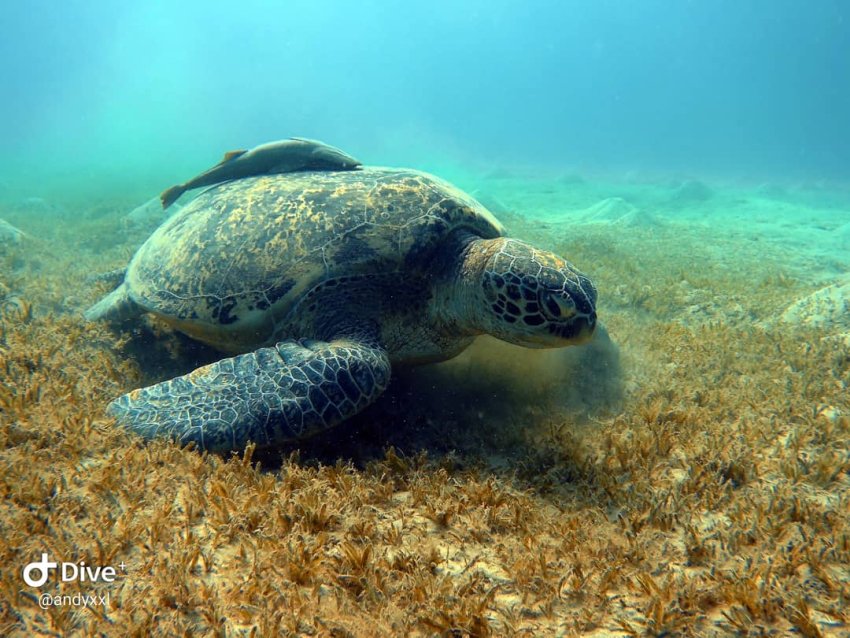 Морская черепаха в бухте Абу Даббаб. Автор фото Андрей Савин. Фотобанк RuDIVE