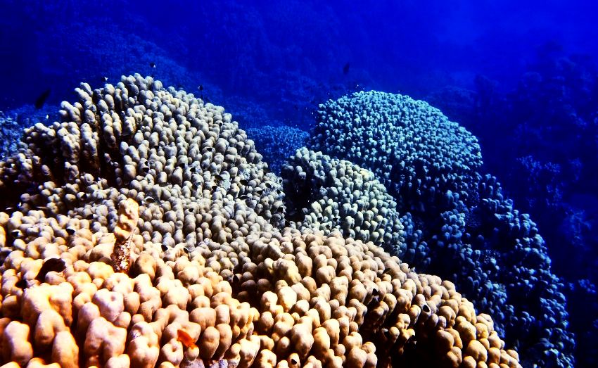 Коралловые рифы в Красном море. Автор фото Илья Труханов. Фотобанк RuDIVE