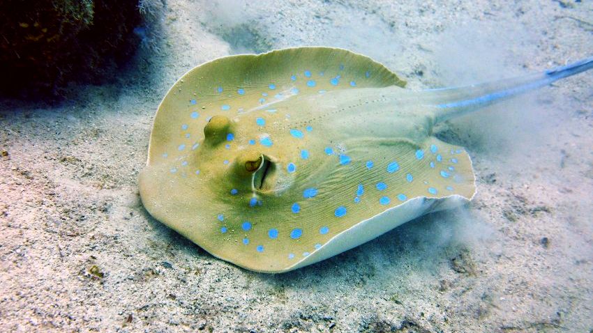 Скат хвостокол в Красном море. Автор фото Илья Труханов. Фотобанк RuDIVE