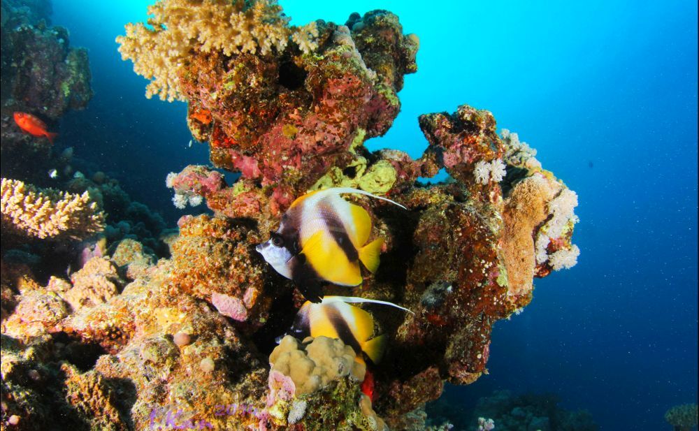 Коралловые рифы Красного моря. Фотобанк RuDIVE