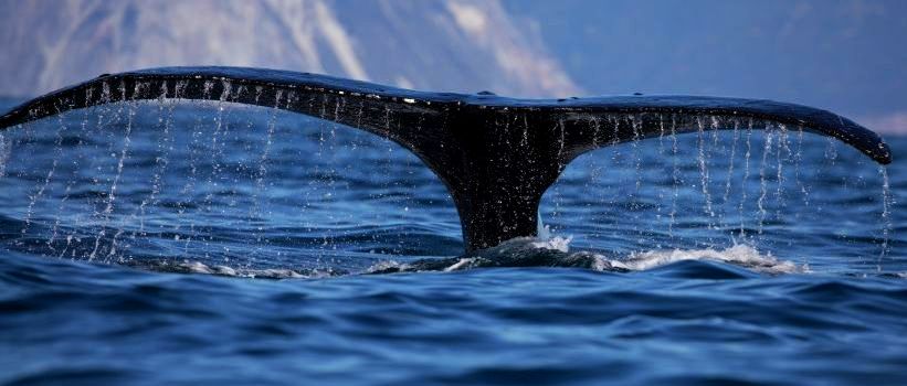 Наблюдение за китами на Камчатке. Фотобанк RuDIVE