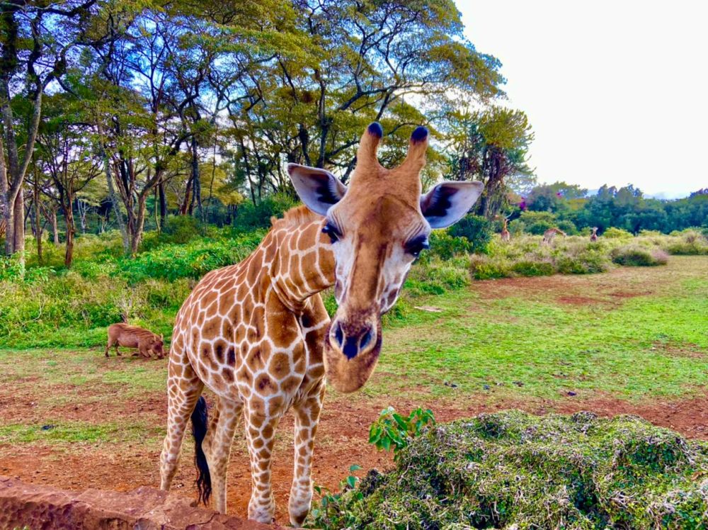 Общение с жирафами в Намибии. Фотобанк RuDIVE