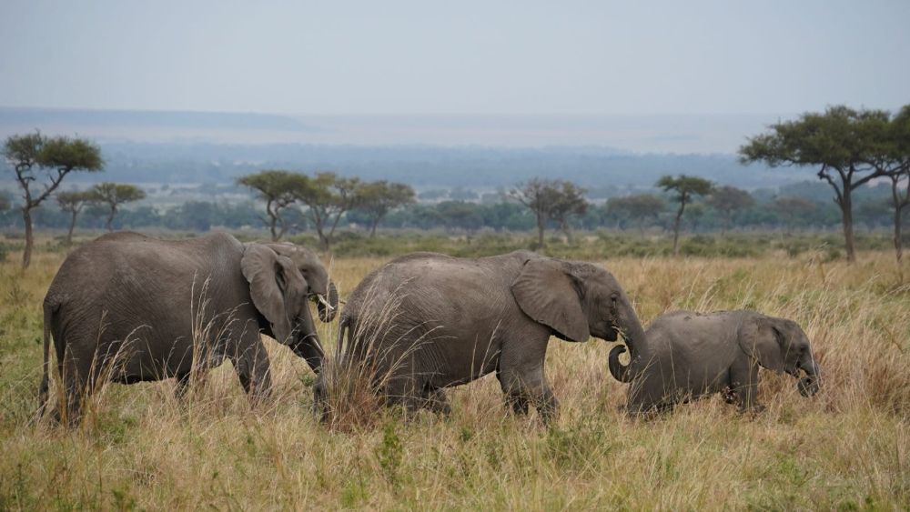 Наблюдение за слонами в Намибии. Фотобанк RuDIVE
