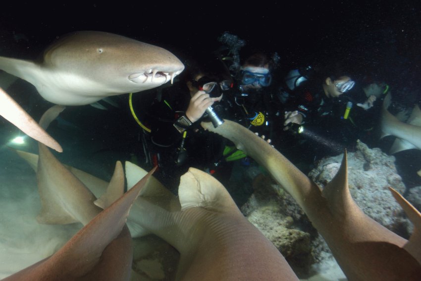 Дайвинг с акулами-няньками на Мальдивах. Фотобанк RuDIVE