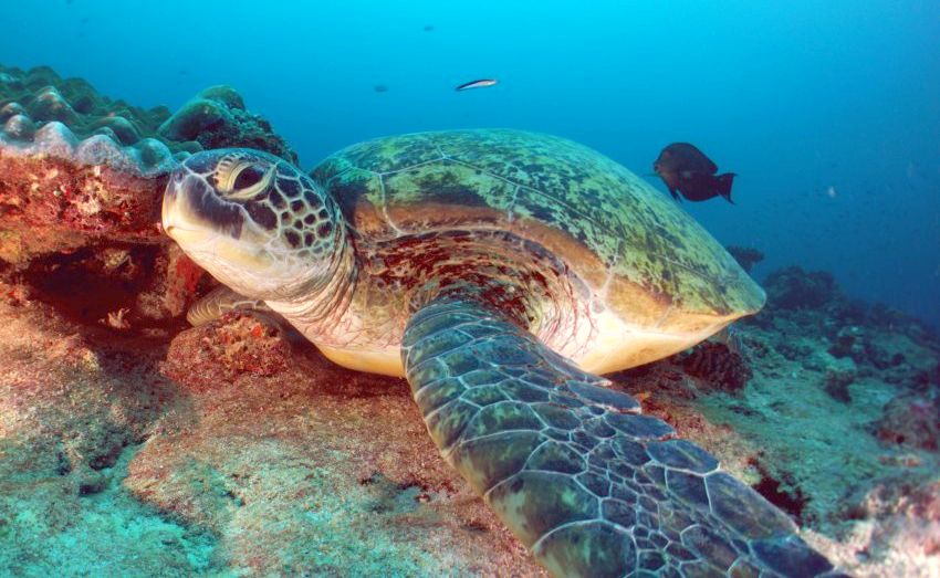 Морская черепаха на Мальдивах. Фотобанк RuDIVE