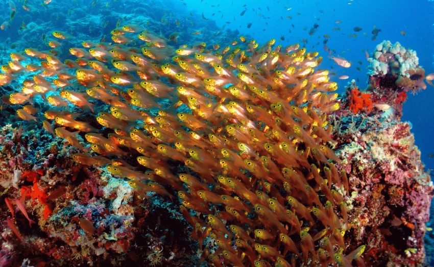 Коралловые рифы на Мальдивах. Фотобанк RuDIVE