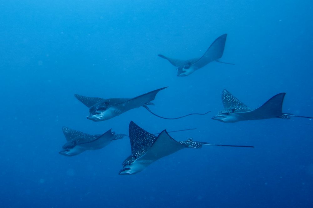 Орляки под водой на Мальдивах. Фотобанк RuDIVE