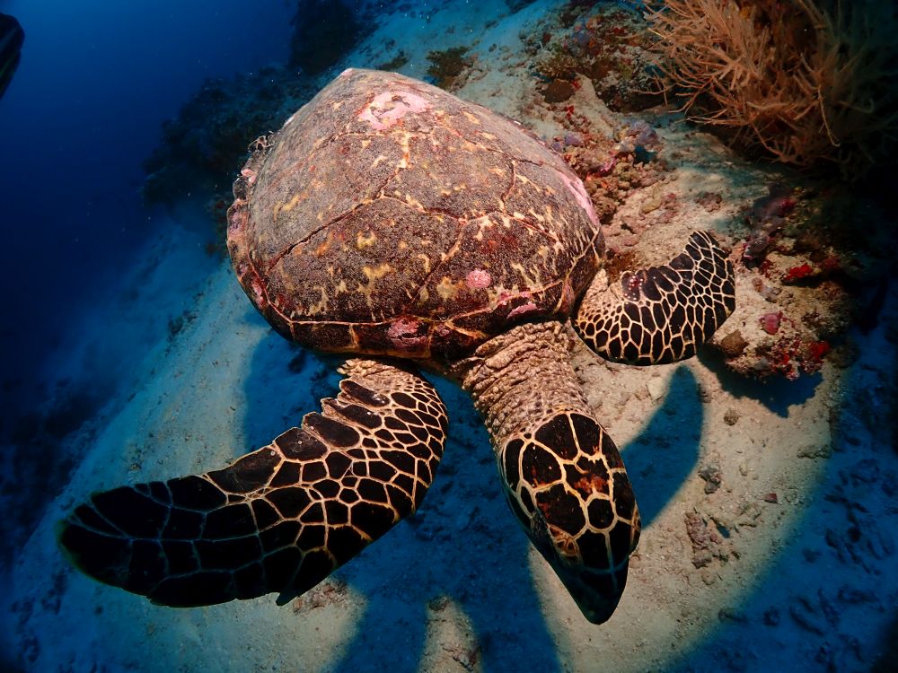Морская черепаха, Мальдивы. Автор фото Елена Черемисина. Фотобанк RuDIVE