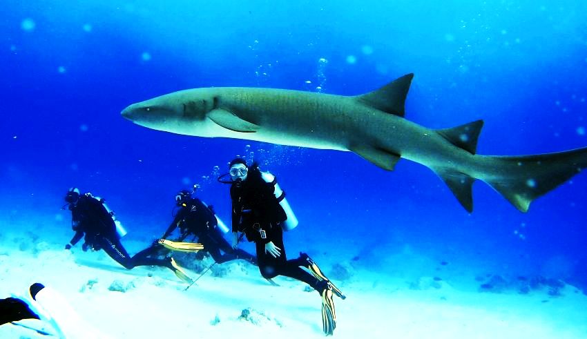 Дайвинг с акулами на Мальдивах. Фотобанк RuDIVE