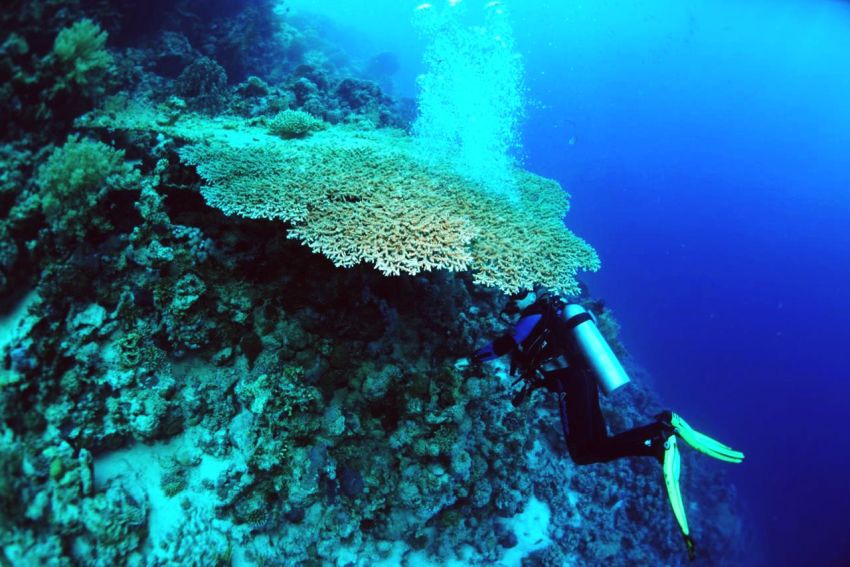 Коралловые рифы в Хургаде и в Сафаге. Фотобанк RuDIVE