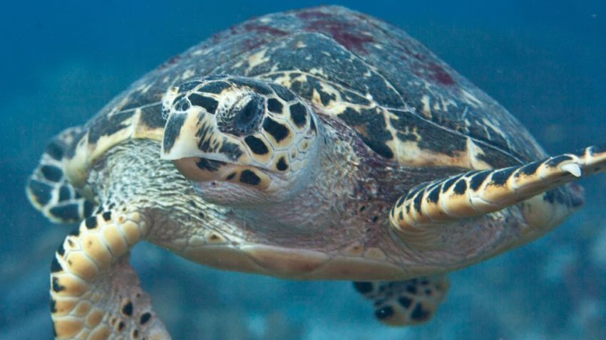 Турция, дайвинг, морская черепаха в Средиземном море