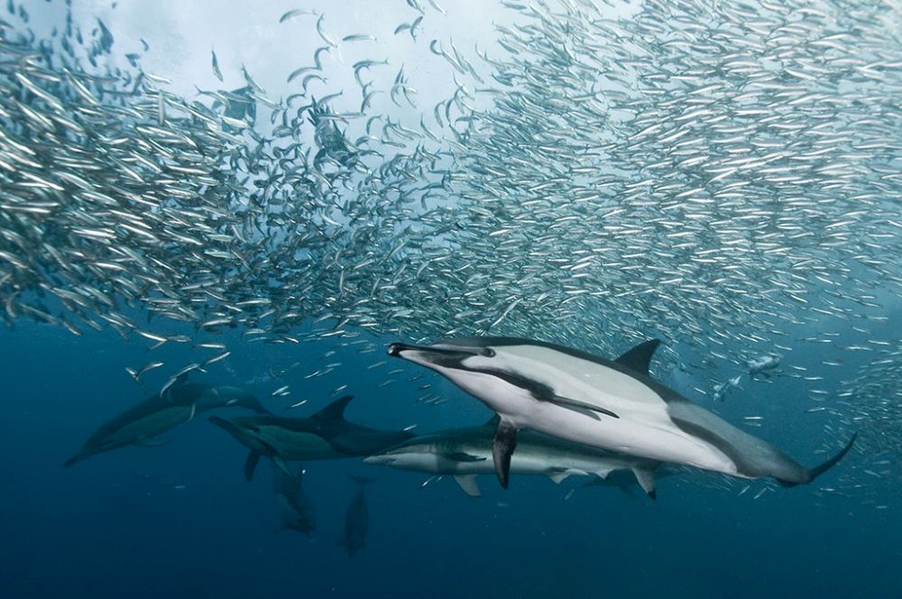 Дельфины на ходе сардин, ЮАР. Фотобанк RuDIVE