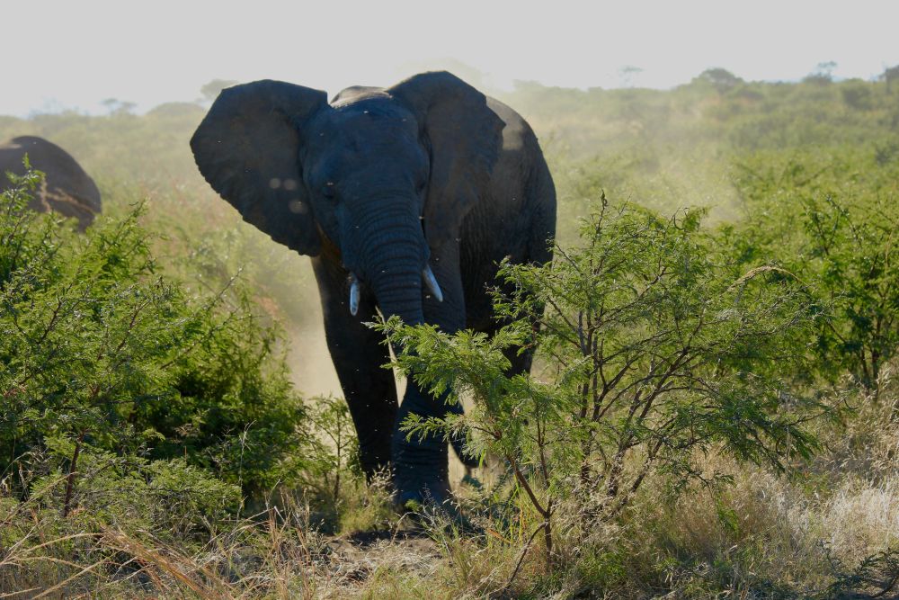 Сафари со слонами в ЮАР