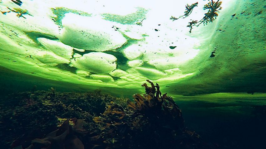 Подледный дайвинг на Белом море. Автор фото Наталья Бараночникова. Фотобанк RuDIVE