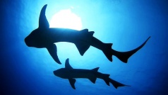 Акулы-няньки на фоне солнца. Фотобанк RuDIVE