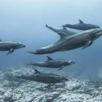 Дайвинг-сафари на Сокорро, дельфины