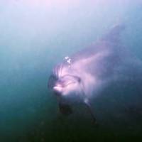 Дайвинг на Черном море. Дельфин