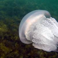 Дайвинг на Черном море. Черноморская медуза