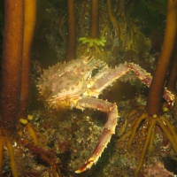 Баренцево море, дайвинг в Лиинахамари, камчатский краб, тур RuDIVE