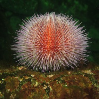 Баренцево море, дайвинг в Лиинахамари, морские животные, тур RuDIVE