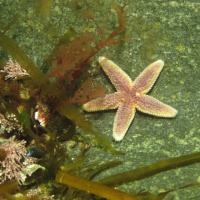 Баренцево море, дайвинг в Лиинахамари, морская звезда, тур RuDIVE