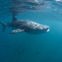 Дайвинг и фридайвинг в Джибути. Китовая акула. Автор фото Константин Новиков