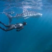 Дайвинг и фридайвинг в Джибути. Китовая акула. Автор фото Константин Новиков