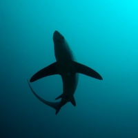 Акула-лисица. Филиппины, о. Малапаскуа. Автор фотографии Михаил Высоцкий. Фотобанк RuDIVE