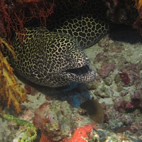 Мальдивы, дайвинг-сафари. Автор фото Вепренцев Роман. Фотобанк RuDIVE