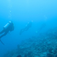 Мальдивы, дайвинг-сафари. Автор фото Вепренцев Роман. Фотобанк RuDIVE