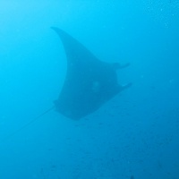 Мальдивы, дайвинг-сафари. Автор фото Вепренцев Роман. Фотобанк RuDIVE