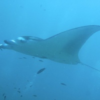 Мальдивы, дайвинг-сафари. Автор фото Вепренцев Роман. Фотобанк RuDIVE