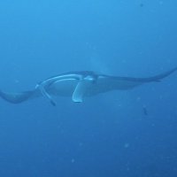 Мальдивы, дайвинг-сафари. Автор фото Вепренцев Роман. Фотобанк RuDIVE