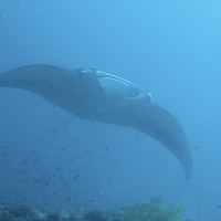 Мальдивы, дайвинг-сафари. Автор фото Вепренцев Роман. Фотобанк RuDIVE