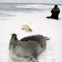 Наблюдение за бельками, экспедиция RuDIVE в 2007 году