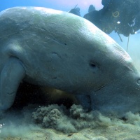 Египет, Красное море, Абу Даббаб. Дюгонь. Автор фото Андрей Савин, RuDIVE