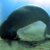 Египет, Красное море, Абу Даббаб. Дюгонь. Автор фото Андрей Савин, RuDIVE