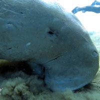 Египет, Красное море, Абу Даббаб. Дюгонь. Автор фото Андрей Савин, RuDIVE