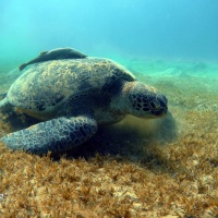 Египет, Красное море, Абу Даббаб. Зеленая черепаха. Автор фото Андрей Савин, RuDIVE