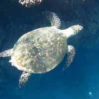 Египет, Красное море, Абу Даббаб. Зеленая черепаха. Автор фото Андрей Савин, RuDIVE