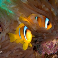 Египет, Красное море. Амфиприоны . Автор фото Андрей Савин, RuDIVE