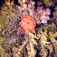 Египет, Красное море. Икра на коралле. Автор фото Андрей Савин, RuDIVE