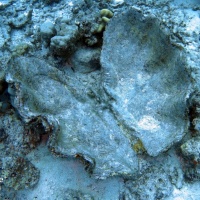 Египет, Красное море. Раковина тридакны. Автор фото Андрей Савин, RuDIVE