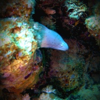 Египет, Красное море. Мурена. Автор фото Андрей Савин, RuDIVE