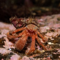 Дайвинг на Баренцевом море.  RuDIVE. Автор фото Дмитрий Портнов