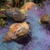 Дайвинг на Баренцевом море.  RuDIVE. Автор фото Дмитрий Портнов