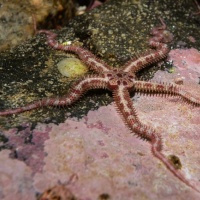 Дайвинг на Баренцевом море.  RuDIVE. Автор фото Дмитрий Портнов