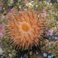 Дайвинг на Баренцевом море.  RuDIVE. Автор фото Дмитрий Портнов